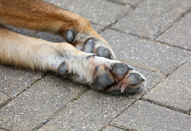 istock A dog's paw is laying on a brick sidewalk 2228748145