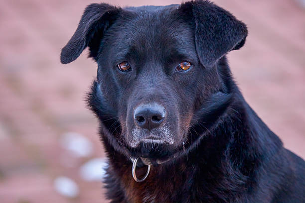 istock portrait of a beautiful black dog 2228748389