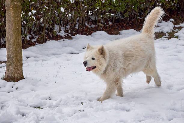a beautiful Samoyed dog playing in the snow