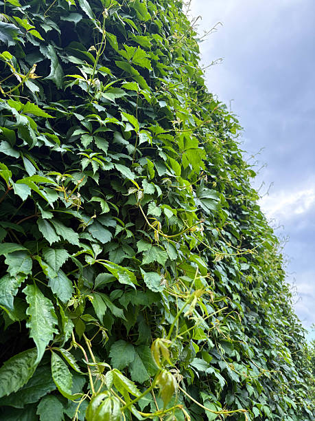 istock Fresh green ivy covers the wall against the blue sky. Vertical nature background. 2228748992