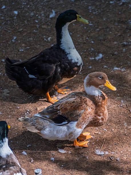 istock The adorable ducks at a farm 2228749038