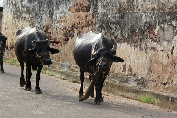 italian mediterranean buffalo walking on the road