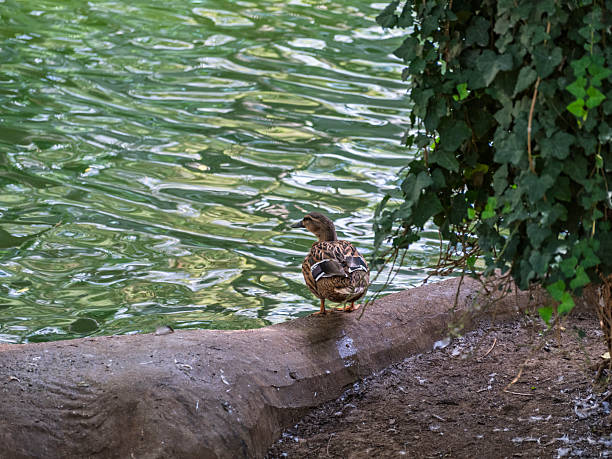 The cute ducks on a farm