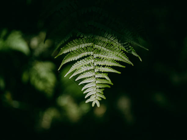 Close-up of fern