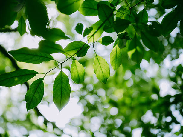 istock Close-up of leaves in the forest 2228751040