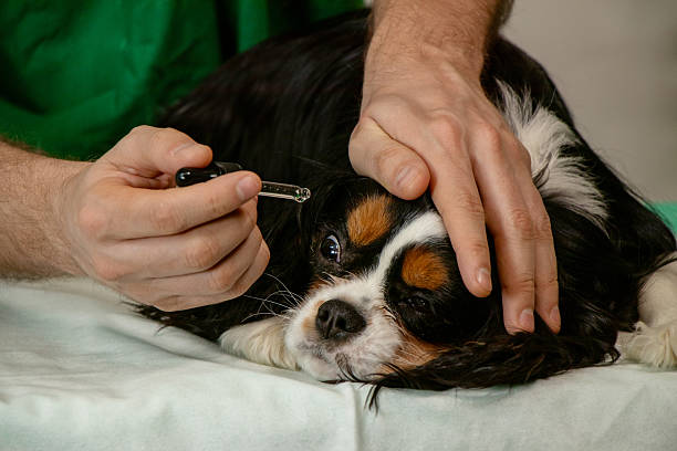 istock Veterinarian Applying Eye Drops to Cavalier King Charles Spaniel 2228751068