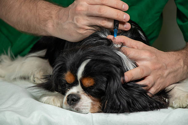 istock Veterinarian Giving Injection to Cavalier King Charles Spaniel Lying on Table 2228751118
