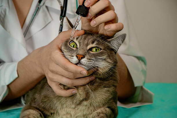 istock Veterinarian Applying Eye Drops to Gray Cat Looking at Camera 2228751161