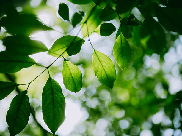 Close-up of leaves in the forest