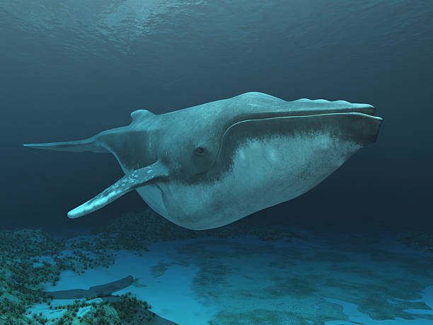 istock Humpback whale in an underwater landscape 2228751188