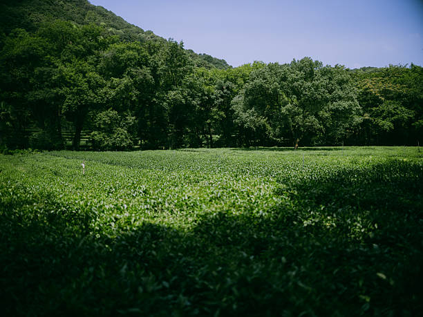 Tea plantation in the mountains