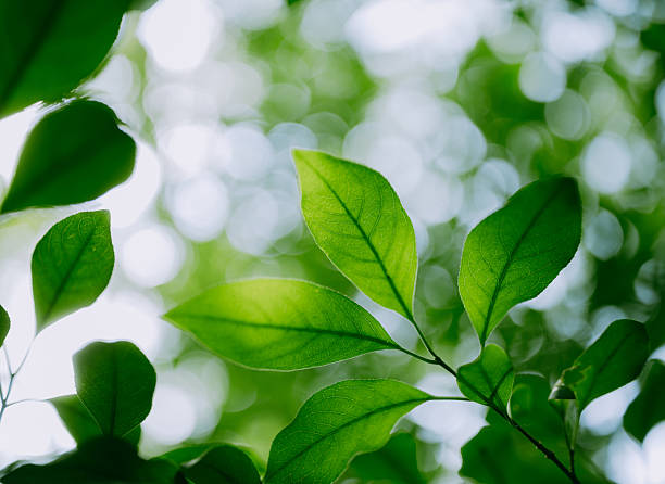 Close-up of leaves in the forest