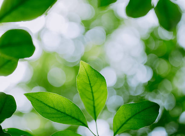 istock Close-up of leaves in the forest 2228751440