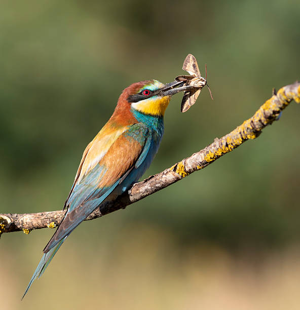 istock European bee-eater, merops apiaster. A bird sits on a branch, holding its prey in its beak 2228752370
