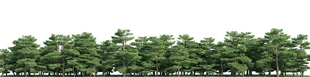 istock 3d Rendering Evergreen Tree and grass field in nature, Pine trees on  the garden in springtime, Tropical forest isolated on white background 2228752444