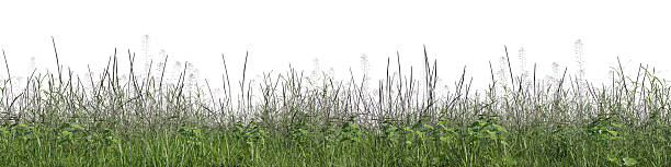 istock 3d Rendering Evergreen grass field and flowers in nature, meadow in springtime, Tropical forest isolated on white background 2228752452