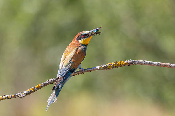 istock European bee-eater, merops apiaster. A bird with its prey - a Flower chafers sits on a branch 2228752465