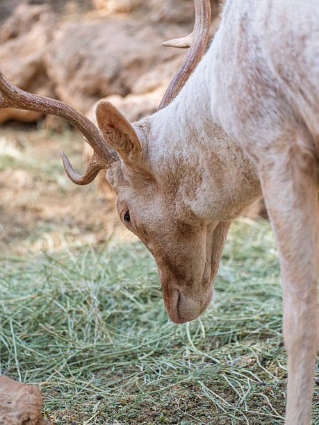 istock The adorable deer at the farm 2228752902