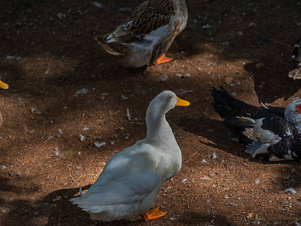 The cute ducks on a farm