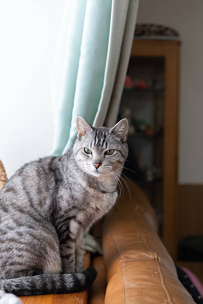 istock Cute cat relaxing indoors 2228753491