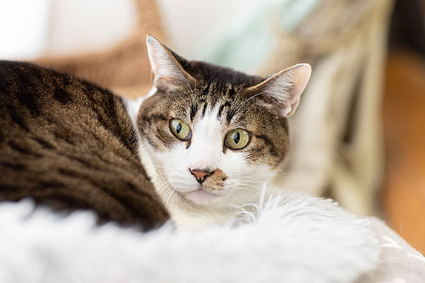 Cute cat relaxing by the window