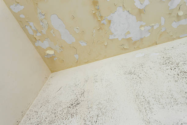 istock Moss and Mold spots on the ceiling on wall 2228754375