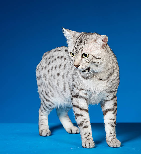istock Silver-gray Egyptian Mau cat standing meowing looking ahead 2228754609