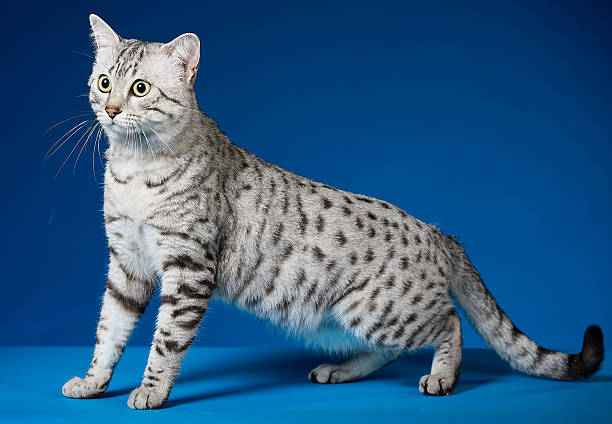 istock A silver-gray Egyptian Mau cat sits and looks curiously 2228755266