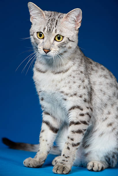 istock A curious silver-gray spotted Egyptian Mau cat sitting and looking ahead 2228755290
