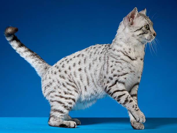 istock Funny silver-gray Egyptian Mau cat standing and looking ahead, side view 2228755295
