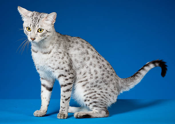 istock Surprised Egyptian Mau cat, spotted silver-gray, sitting and looking ahead, three-quarter view 2228755297