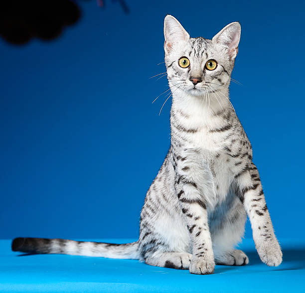 istock Cute silver-gray spotted Egyptian Mau cat sitting and looking at camera, front view 2228755312