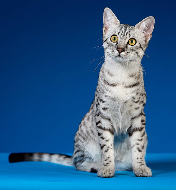 istock Cute silver-gray spotted Egyptian Mau cat sitting and looking curiously ahead, front view 2228755315