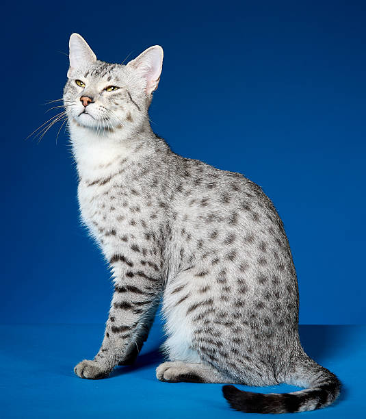 istock Cute Egyptian Mau cat with silver-gray spotted color sitting and looking up squinting 2228755321