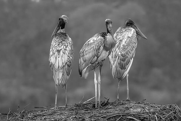 istock Jabiru stork ramily on a nest 2228758143