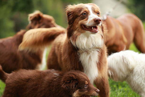 istock Group of dogs are playing in a field 2228759347