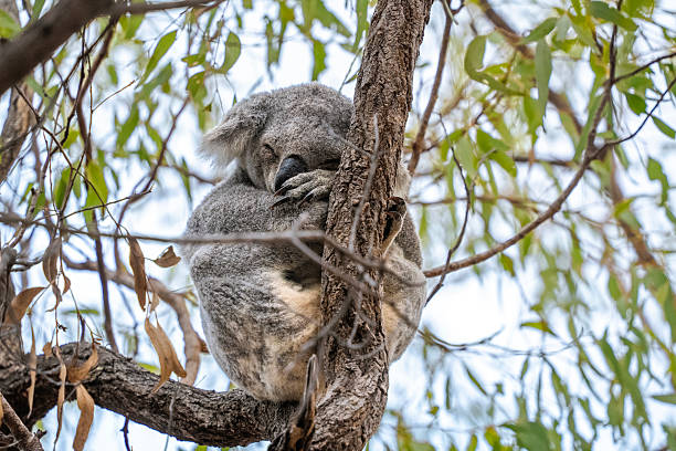 istock A koala bear sleeping in a tree in Magnetic Island Australia 2228759459