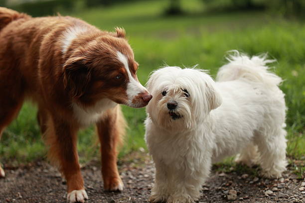 A French Bulldog and Golden Retriever greet each other while their owners wait and chat.  North Vancouver, British Columbia, Canada.