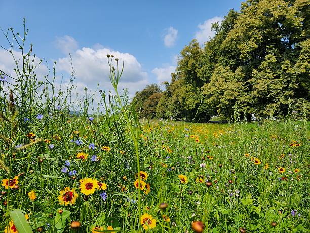 istock A meadow full of flowers. 2228759791