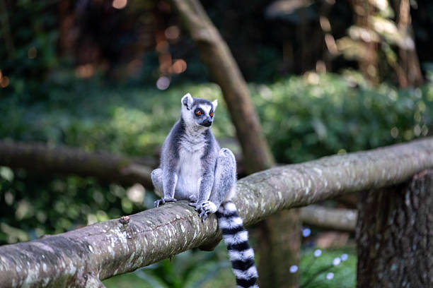 Ring-Tailed Lemur