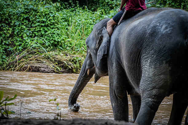 istock the elephant is playing water in the nature with dramatic tone 2228760068