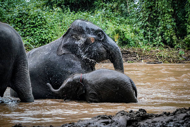 istock the elephants are playing water in the nature with dramatic tone 2228760243
