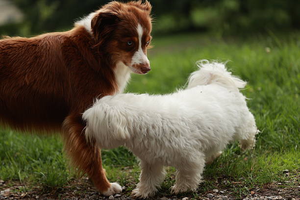 istock Two dogs are standing next to each other in a grassy field 2228760283
