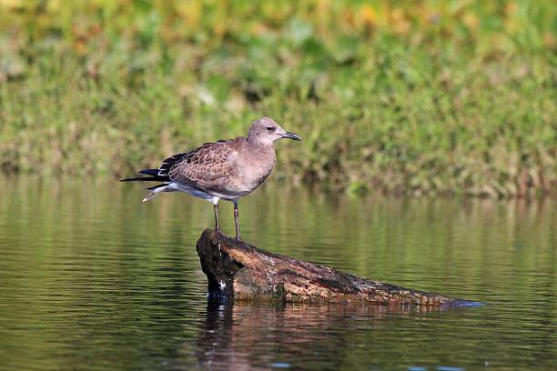 istock Seagull on a rock in a tranquil pond. 2228761177