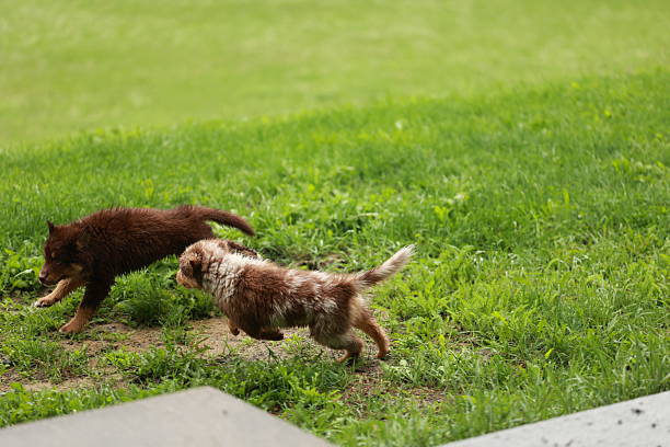 istock Two dogs are running in a grassy field 2228761265