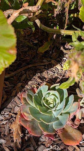 istock Drought-Tolerant Succulent Plant in Mulch Garden 2228761325