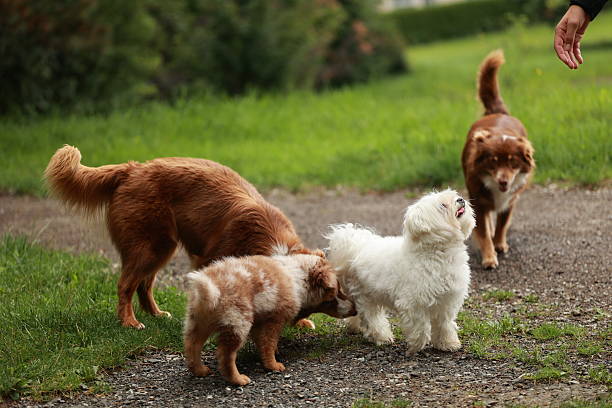 Three dogs are playing together in a park. One of the dogs is white and the other two are brown