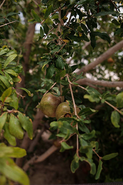 istock Pomegranates on a tree in a home garden in southern Turkey 2228763952