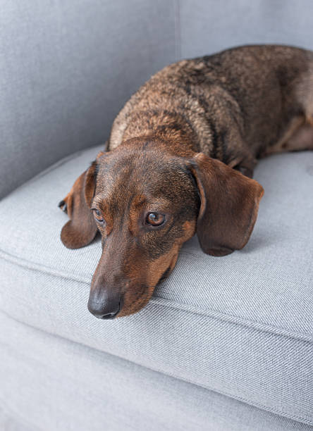istock The brown dachshund is lying, resting on an armchair 2228763989