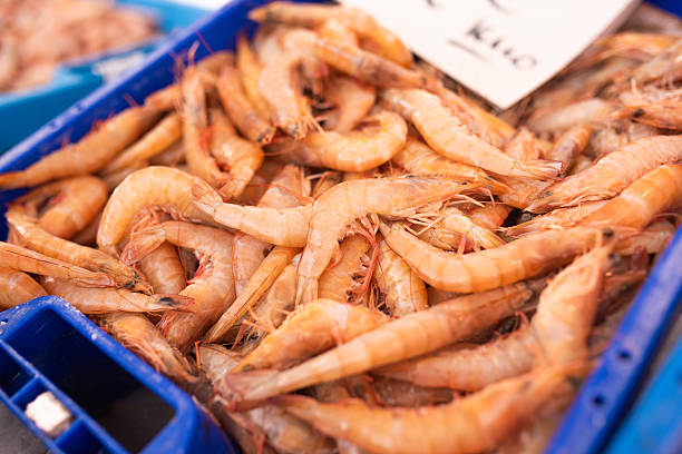 shrimp